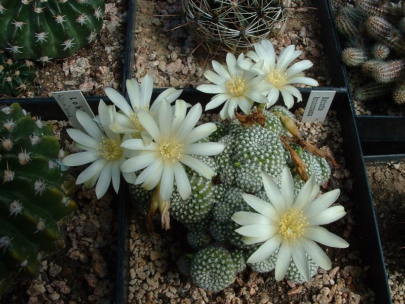 Rebutia krainziana_2.JPG